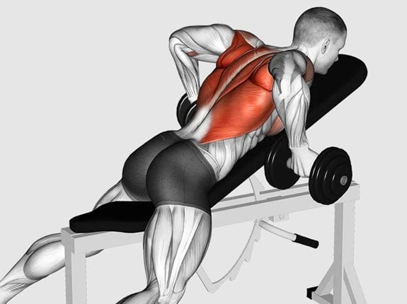 Wiosłowanie hantlami leżąc podchwytem - Dumbbell Reverse Grip Incline Row
