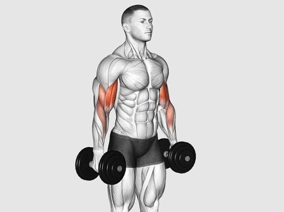 Uginanie ramion stojąc z hantlami - Dumbbell Standing Biceps Curl