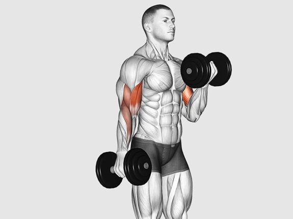 Naprzemienne uginanie ramion z hantlami z supinacją - Dumbbell Alternate Biceps Curl