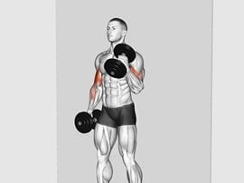 Naprzemienne uginanie ramion z hantlami, chwytem młotkowym przy ścianie - Dumbbell Alternate Hammer Srtict Curl