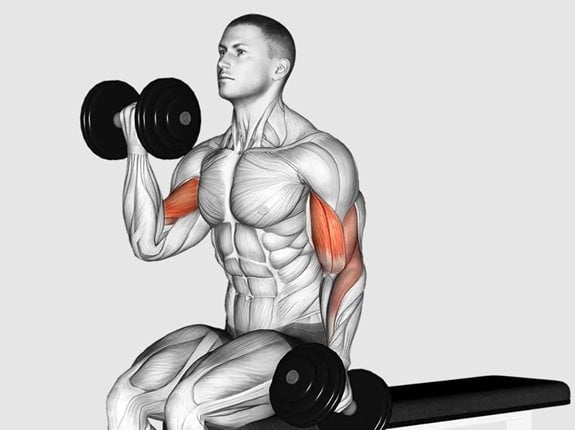 Naprzemienne uginanie przedramion z hantlami z supinacją siedząc - Dumbbell Alternate Biceps Curl