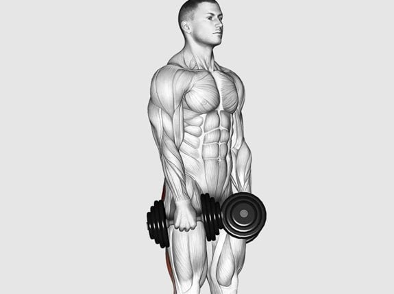 Martwy ciąg na prostych nogach z hantlami - Dumbbell Stiff Leg Deadlift