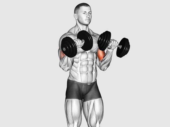 Uginanie przedramion typu Zottman z hantlami - Dumbbell Zottman Curl